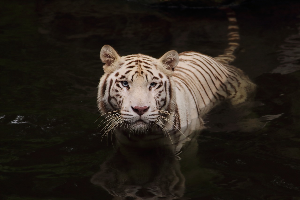 tiger, wild life, animal, predator, nature, wild, tiger, tiger, tiger, tiger, tiger